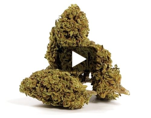 GORILLA #44 – 50 g view 2