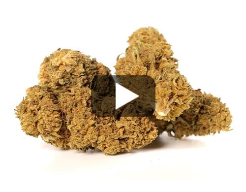 LEMON CHEESE – 20 g view 2