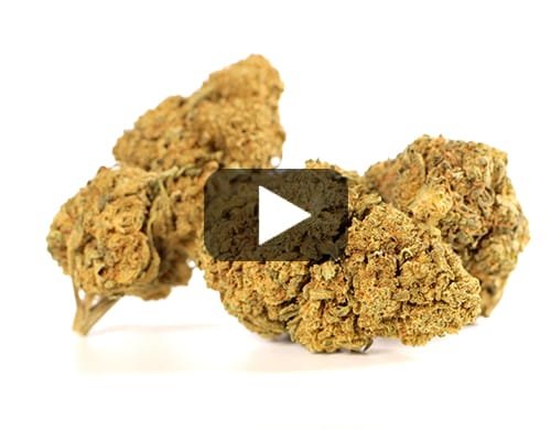 CALIFORNIA HAZE – Small / 20 g view 2