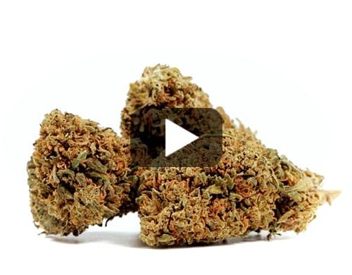 DO SI DOS – 50 g view 2