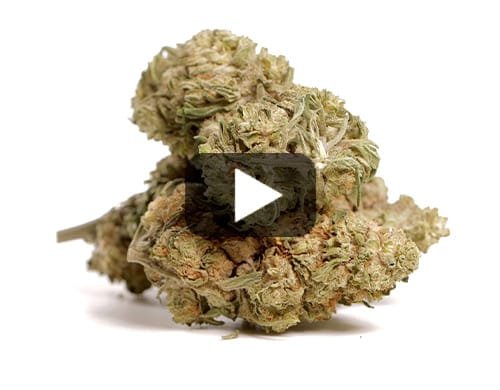 ZKITTLES CBG – 200 g view 2