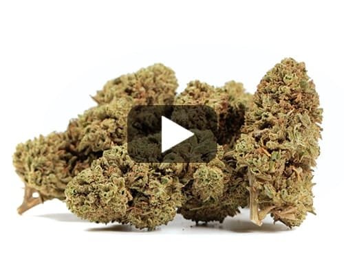 BUBBLEGUM – Small / 50 g view 2