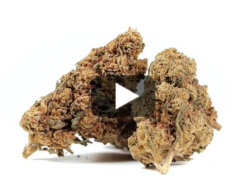 GG#4 CBD BOOST – Normal / 20 g view 2