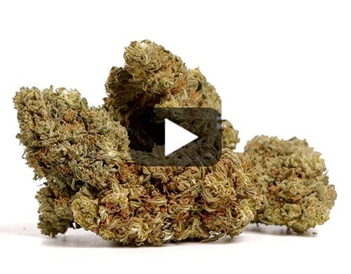 AK47 CBD BOOST – 200 g view 2