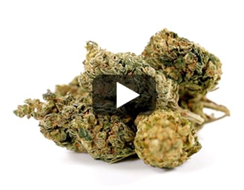 HQ CBD BOOST – Normal / 10 g view 2