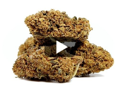 AMNESIA CBD BOOST – 20 g view 2
