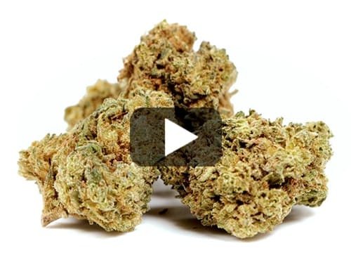 GELATO CBD BOOST – 200 g view 2