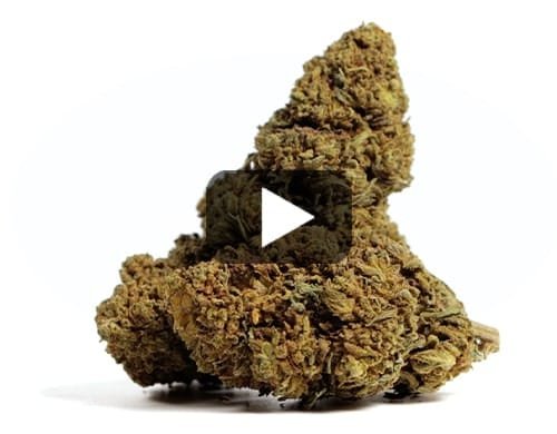 MANGO CBD BOOST – 200 g view 2