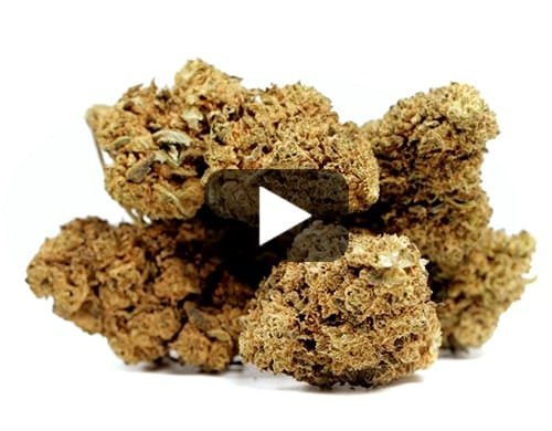 MASTER KUSH – 50 g view 2