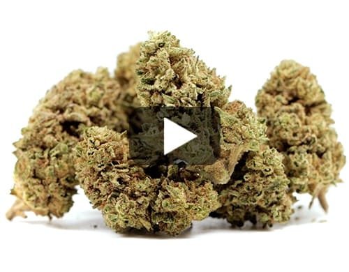 MELON KUSH – 50 g view 2