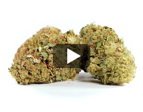 WHITE WIDOW – 5 g view 2