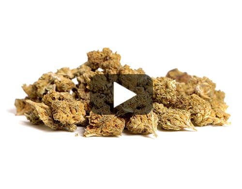 ALPINE CBG SMALL BUDS – 20 g view 2