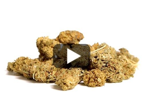 BLUEBERRY SMALL BUDS – 400 g view 2