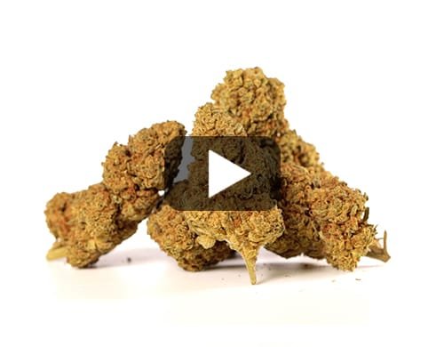 DOUBLE COOKIES – 5 g view 2