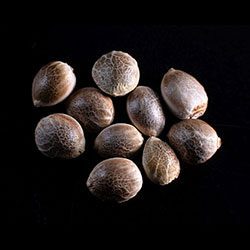 Afrodite – 10+3 Seed