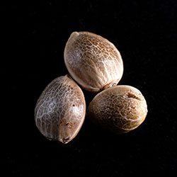 Afrodite – 3+1 Seed