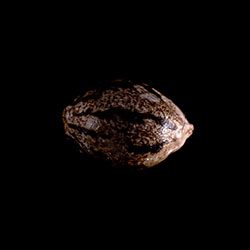 Amnesi-K Lemon – 1 Seed