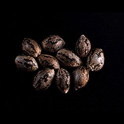 Amnesi-K Lemon – 10+3 Seed