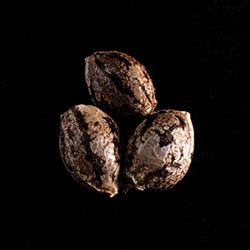 Amnesi-K Lemon – 3+1 Seed