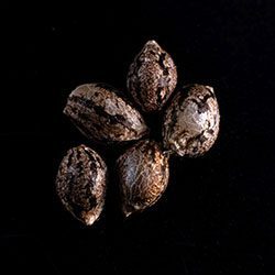 Amnesi-K Lemon – 5+2 Seed