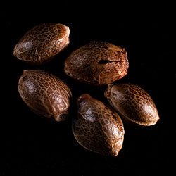 Amnesia Dream XL Auto – 5+2 Seed
