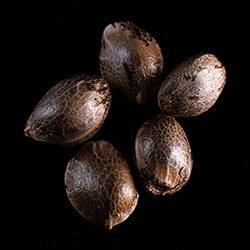 Baby Boom Auto – 5+2 Seed