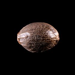 Break-up Cake Auto – 1 Seed