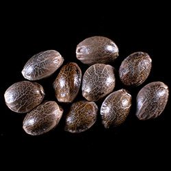 Break-up Cake Auto – 10+3 Seed