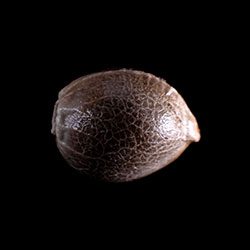CBDV Auto – 1 Seed