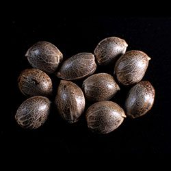 CBDV Auto – 10+3 Seed