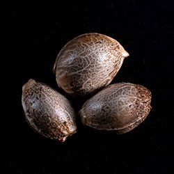 CBDV Auto – 3+1 Seed