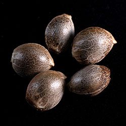 CBDV Auto – 5+2 Seed