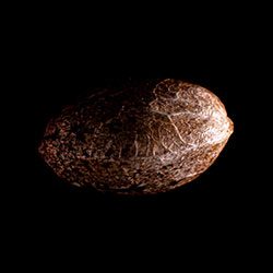 Colombian Jack – 1 Seed