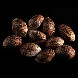 Colombian Jack – 10+3 Seed