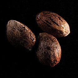 Colombian Jack – 3+1 Seed