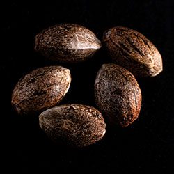 Colombian Jack – 5+2 Seed