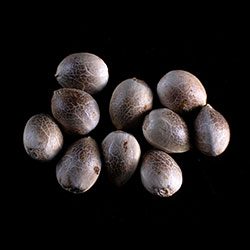 Diesel Glue – 10+3 Seed