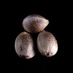 Diesel Glue – 3+1 Seed