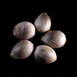 Diesel Glue – 5+2 Seed