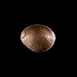 Dosidos – 1 Seed