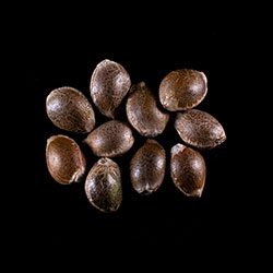 Dosidos – 10+3 Seed