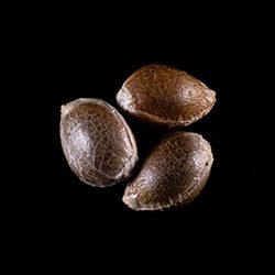 Dosidos – 3+1 Seed