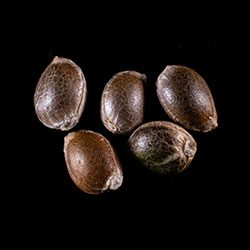 Dosidos – 5+2 Seed