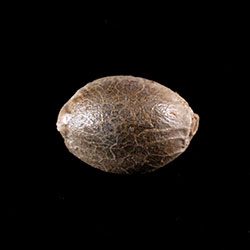 Dosidos Auto – 1 Seed