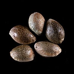 Dosidos Auto – 5+2 Seed