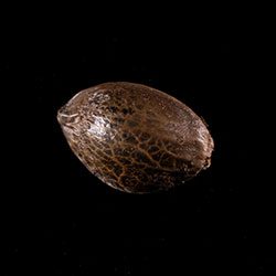 Dream Sherbet – 1 Seed