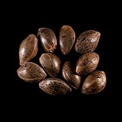 Dream Sherbet – 10+3 Seed