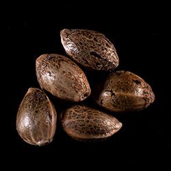 Dream Sherbet – 5+2 Seed
