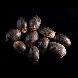 Ginger Punch Auto – 10+3 Seed