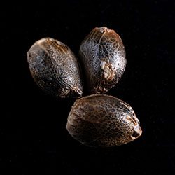 Ginger Punch Auto – 3+1 Seed